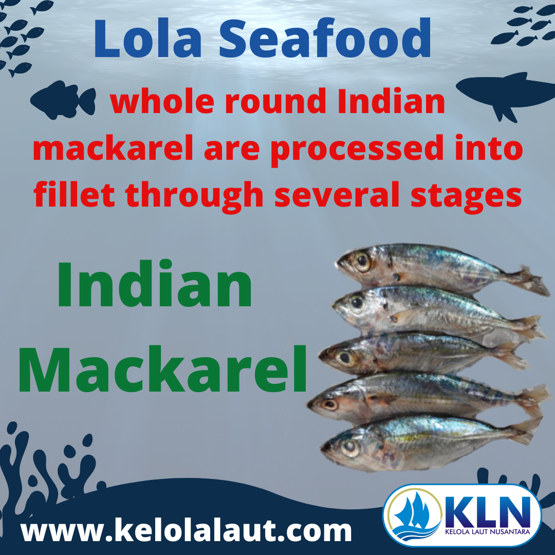 Indian Mackerel whole round is processed through several stages