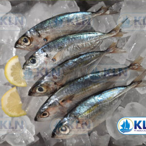 Indian Mackerel